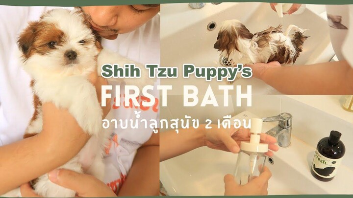 2 month old Shih Tzu puppys First bath อาบน้ำลูกสุนัข 2 เดือน