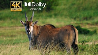 [Dolby Vision] Thiết bị của bạn có xử lý được không? Phim và TV Hurricane Annual Sample Films