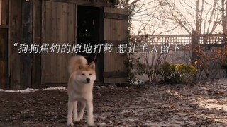 “从与你相遇那一刻起，狗狗的一生便只有你，你陪它成长，它用一生去等你”