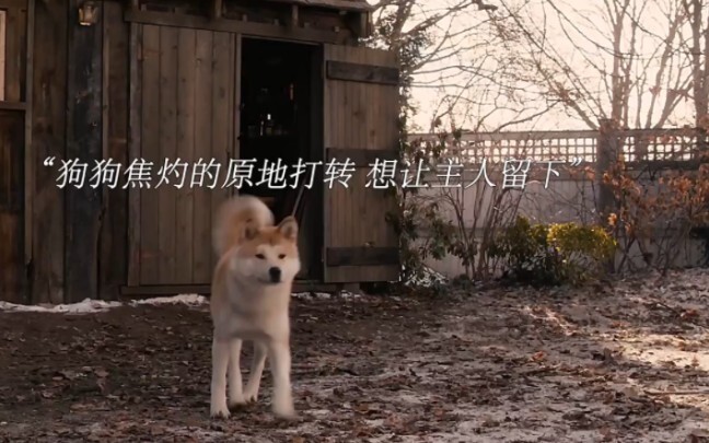 “从与你相遇那一刻起，狗狗的一生便只有你，你陪它成长，它用一生去等你”