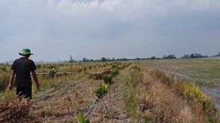 Ra Ao Mò Cá, Vẹm Về Làm Món Ăn Cho Buổi Cơm Gia Đình.Góc Làng Quê#12