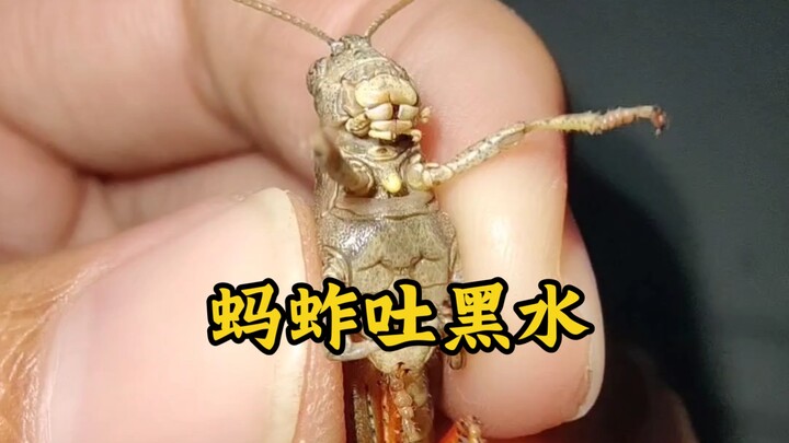 ทำไมตั๊กแตนถึงพ่นน้ำสีดำออกมาตอนเราจับมัน? มาลองมาสำรวจกัน!