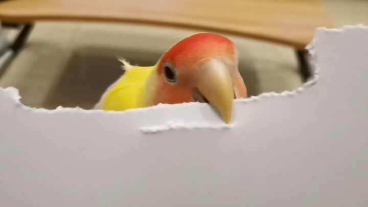 I heard some chicks can't peck at long strips of paper—Gigi's paper-pecking class is now open!