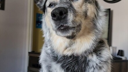 The dog confirms every day that it's the baby.
