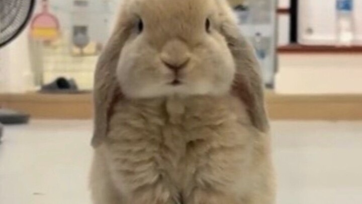 เมื่อคุณจับกระต่ายหูตกไว้ในมือ มันจะทำหน้าตื่นตระหนกและกรีดร้องให้คุณปล่อยมันทันที!