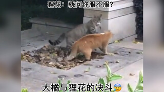 野猫和家猫打架的区别：野猫拼命！家猫打友谊赛？