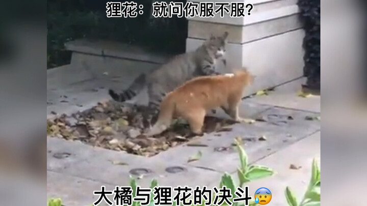 野猫和家猫打架的区别：野猫拼命！家猫打友谊赛？