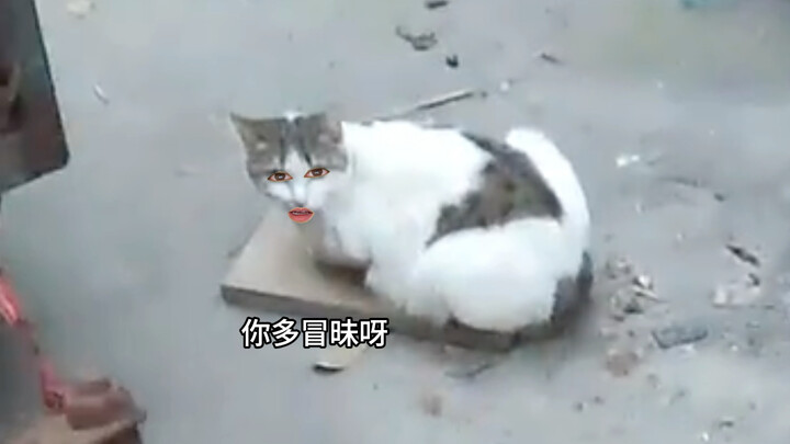 Cat: You're bullying me!