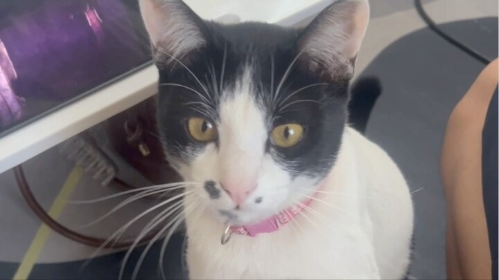 สุดเจ๋งกินเยอะ😹