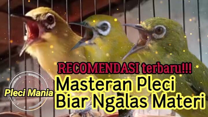 Masteran Pleci Biar Ngalas Materi