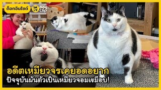 "คีธ" อดีตเหมียวจรเคยอดอยาก ปัจจุบันผันตัวเป็นเหมียวจอมเขมือบ! | Dog's Clip