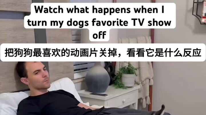 Chó Husky mới chính là vua của kịch nghệ!!