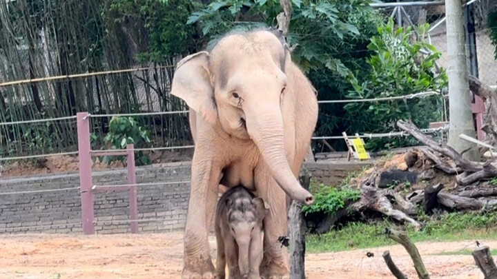 Em bé gái mới sinh được 20 ngày, e thẹn nép mình dưới bụng mẹ.