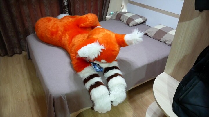 【Fursuit】Seri “Mama Marah”, Rui Shou Ajari Cara Berguling dan Mengamuk yang Benar…