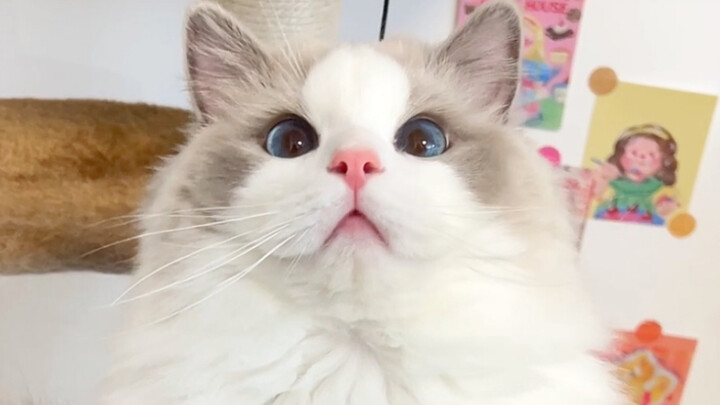 Giờ thì đã phân biệt được ba bé mèo Ragdoll nhà mình chưa nhỉ～