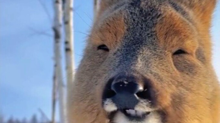 The silly roe deer—Northeast China’s capybara!