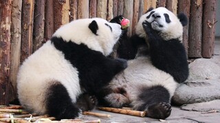 [Panda Run Yue & He Hua] Apel ini Terlihat Tidak Asing