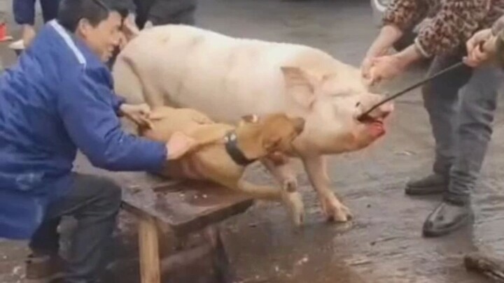 Doggy: Don’t make jokes like that.