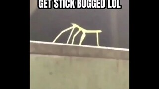 【Asal Meme】Versi Asli Phasmatodea: Get Stick Bugged lol