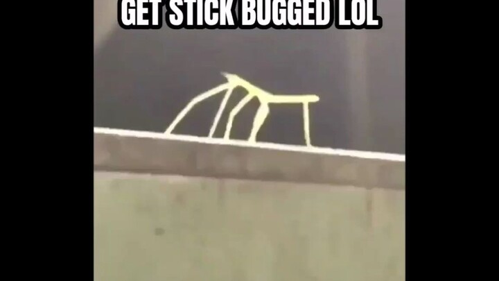 【Nguồn gốc của meme】 Phiên bản gốc của bọ que: Get Stick Bugged lol