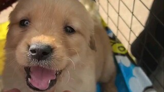 金毛有没有喜欢的？