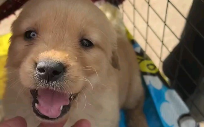 金毛有没有喜欢的？