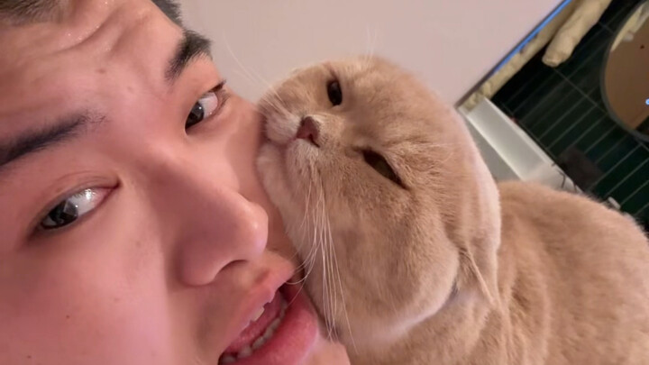 يرافق قطة طوال حياتها