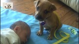[Animals]Cute sleepy moment of dog when babysitting