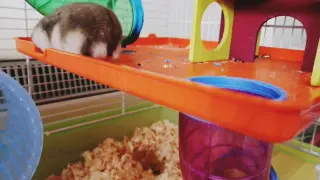 The Little Hamster In Her Tiny House Tour
