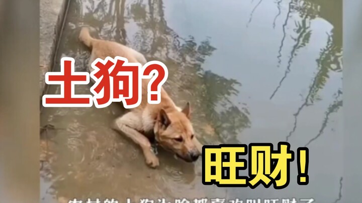 Thì ra đây mới là lý do thực sự khiến những chú chó nhà quê hay được gọi là Vượng Tài!