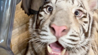 Dad is not at home, the stinky kitten's true mask can no longer be hidden