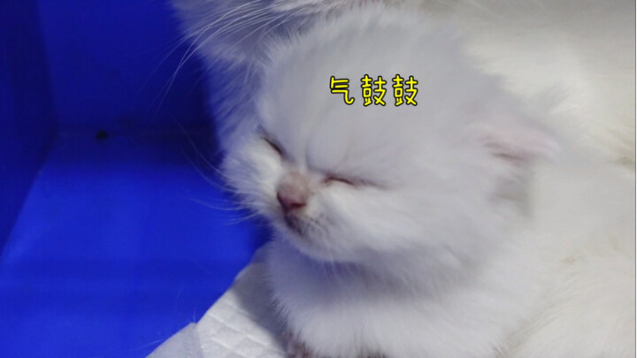 Kucing kecil yang masih menyusu aja imut banget pas marah～ Gue nggak tahan nih!