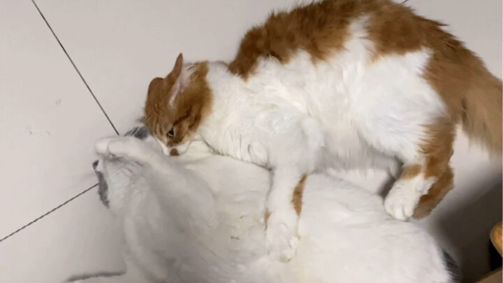 أقدم لكم نبذة عن السمات الشخصية لقططي السبعة!