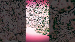 Salt crystals forming under the microscope Timelapse #microscope #science #dreamy #relaxing