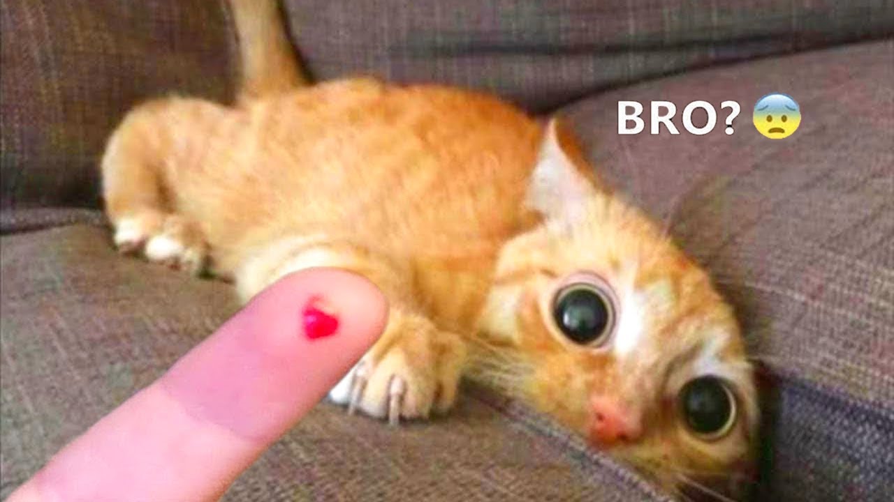 Funniest Animals - Best Of The 2022 Funny Animal Videos #5 - Bilibili Funniest Animals - Best Of The 2022 Funny Animal Videos #5 - Bilibili