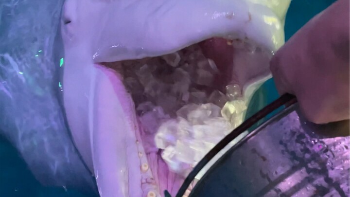 小黑是一点亏都不能吃呀
