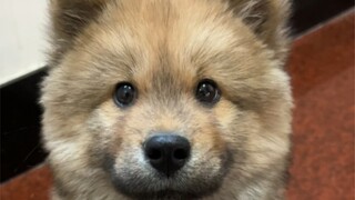 脏脏熊住院之前无意间学会的技能，双语教学hhh