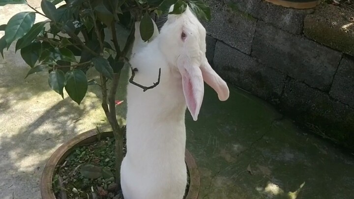 Cái thứ này chắc chắn có thể cùng tồn tại với cây quế trong cung trăng sao?