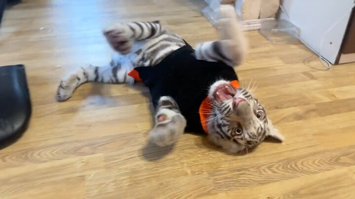 穿上衣服就是家猫啦！