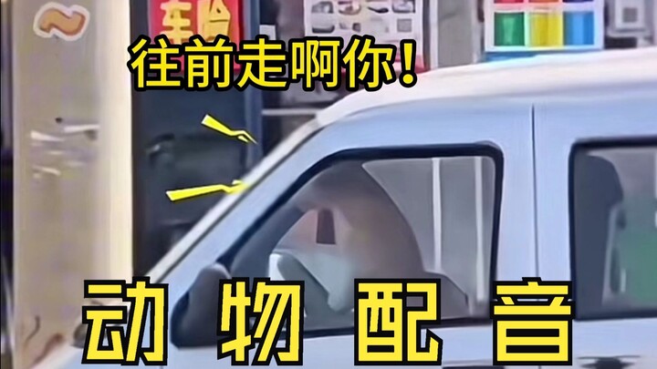 [Animal Voice Acting] Does the dog in front know how to drive?!