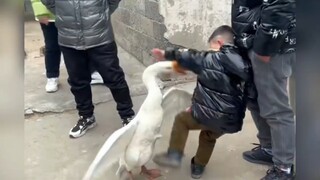 Watch it and laugh again "Famous Scene of Human-Goose War" One of the three rural bullies is indeed 