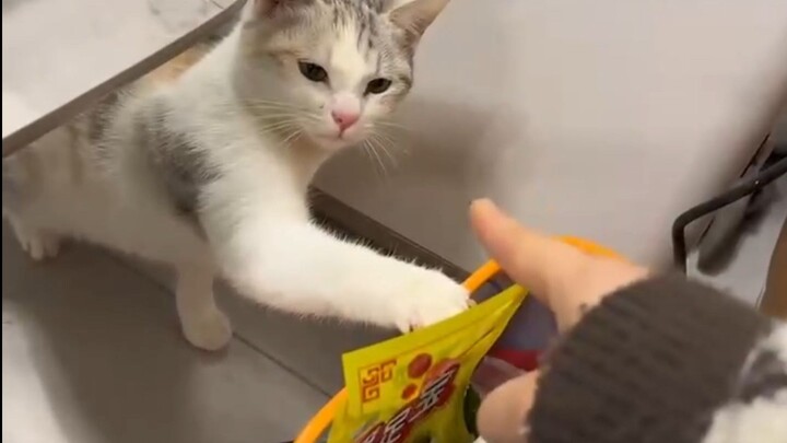 A Stubborn Person Raises a Stubborn Cat