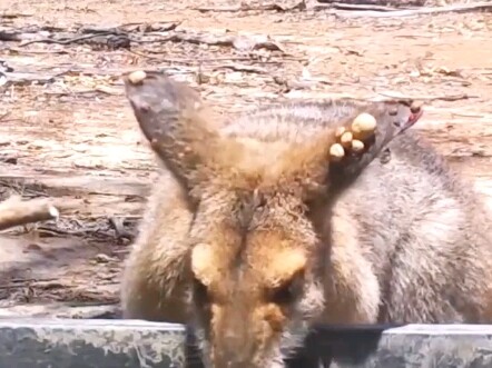 【قصص الحيوانات للأخ هوا】 الفيديو الأحدث قادم، هيا بسرعة شاهده!