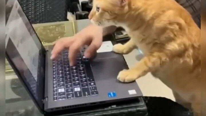 แมว: บ้านนี้ถ้าไม่มีฉัน คงต้องแตกสลายแน่!