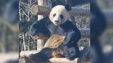 Kumpulan Tindakan Panda yang Membingungkan
