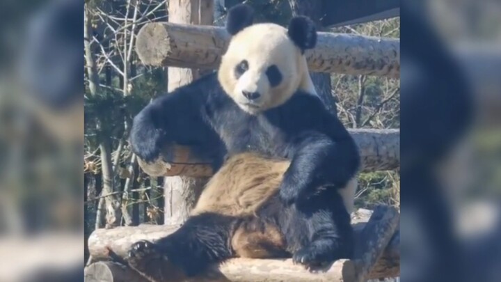 How Domineering When a Cat Is Serious? Giant Panda’s Confusing Behavior