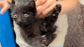 The cat academy fights against the old man's female cat, and Teacher Lin is madly complained by the 