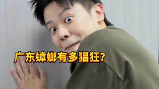 【闹腾男孩KC】广东的蟑螂be like