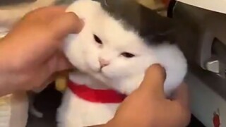 "Buku Bergambar Kebingungan untuk Anak Laki-Laki Memelihara Kucing"