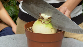 Simply make two cuts on a zephyranthes, and one plant will turn into multiple plants.